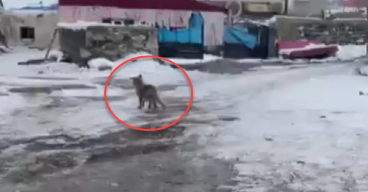 Kümeslere dadanan tilkinin rahatlığı şaşırttı! Mahallede böyle geziyor