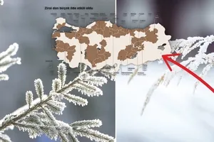 Zirai don hangi ili ne kadar etkiledi! Fındık, ceviz...