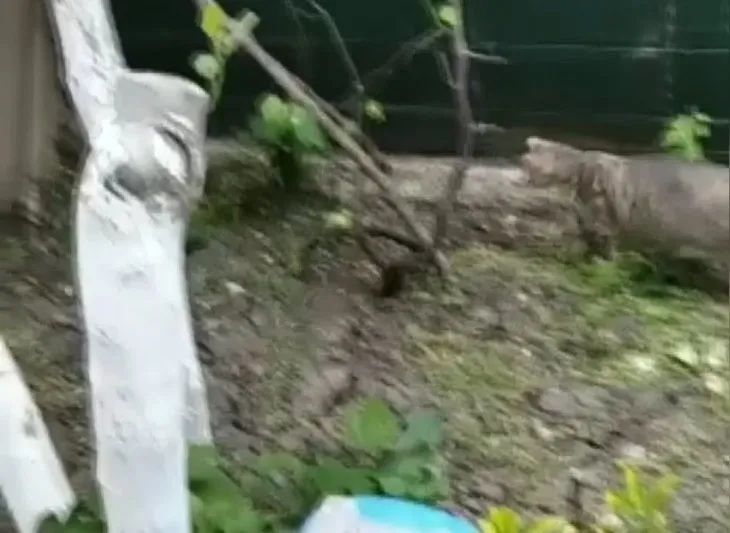 Görüntüler İstanbul’dan... 🐍 Ev sahibi bahçesinde görünce şoke oldu! Yavrularını korumak için… 🐱