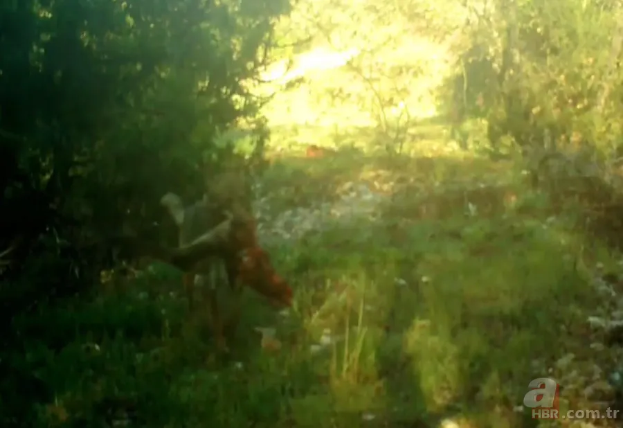 Kurt sürüsü köpeğe böyle saldırdı! Sahibi… 11