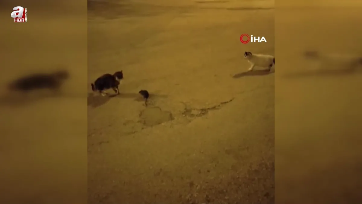 Kedinin fare ile oyunu kamerada