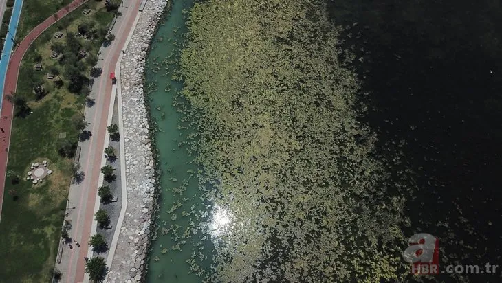 İzmir’de korkutan görüntü! Kıyılar deniz marulu ve yeşile büründü!Uzman isimden CHP’li belediyeye sert eleştiri