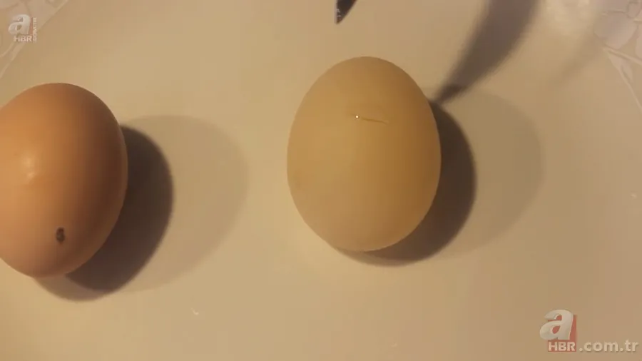 Beslediği tavuğun yumurtasını almak için kümese girdi! Yumurtayı eline alınca gözlerine inanamadı 23