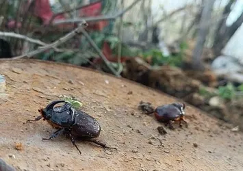 Dünyanın en güçlüsü Hakkari'de görüldü! Değeri tam 90 bin dolar