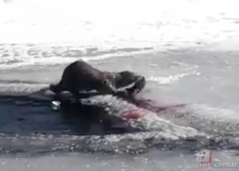 O ilimizde kıyıya yaklaşınca fark edildi! Hemen telefona sarıldılar 17