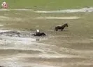 Kurtarmak isterken kendisi de battı