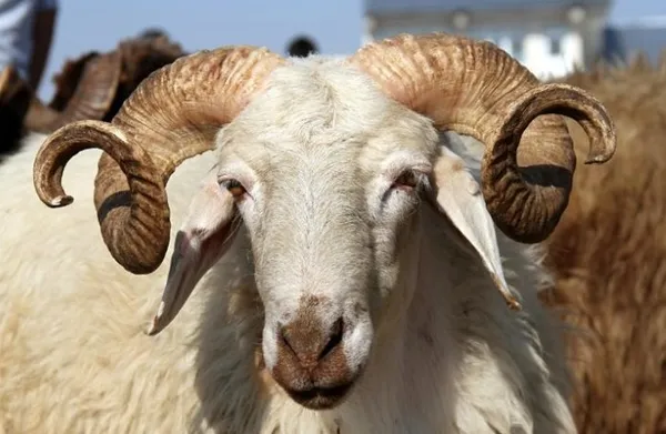 Kurban Bayramı 2023 ne zaman, hangi güne denk geliyor? Kurban Bayramı tatili 9 gün olur mu, kaç gün sürecek?