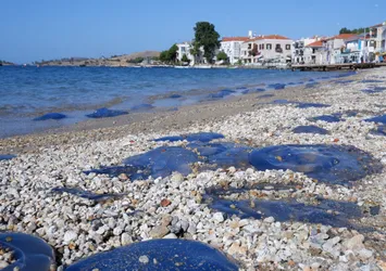 Turizmi ve balıkçılığı olumsuz etkiledi! Foça'da denizanası istilası