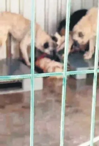 Aynı kafesteki köpeği yedi! CHP’li belediyenin barınağında skandal