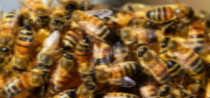 Tunceli Nazımiye'de arı saldırısı: 1 ölü, 3 yaralı