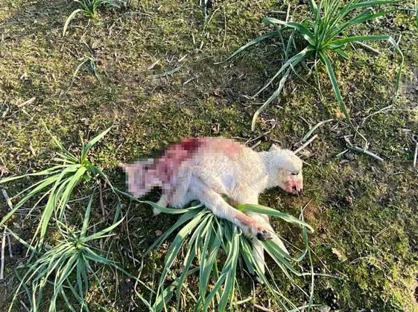 1707118524943.jpeg Çanakkale'de başıboş sokak köpeği dehşeti! Ağıla girdi dehşet saçtı: 10 kuzu telef oldu - 3