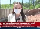 İBB barınağında toplu hayvan mezarlığı