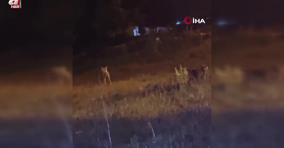 Kars’ta tilki ile 2 kedinin oyunu kamerada
