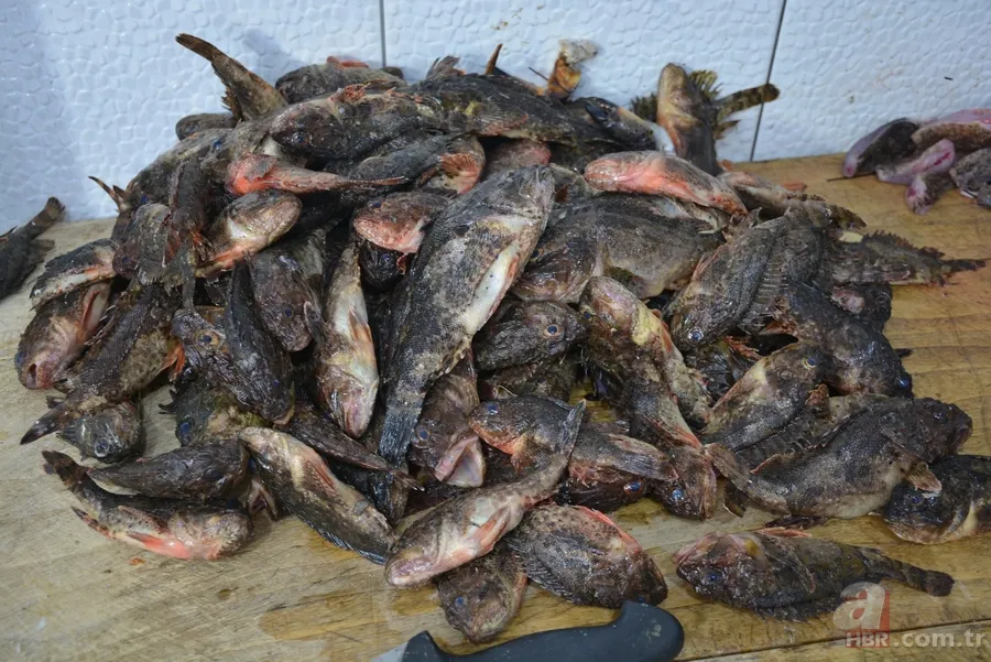 Zehirli dikenleri var! İçi lezzet deposu! Korkutucu görüntüsüyle dikkat çeken balığın fiyatı bakın ne kadar? 1