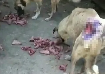 CHP'li Ceyhan Belediyesi'nden büyük vicdansızlık!