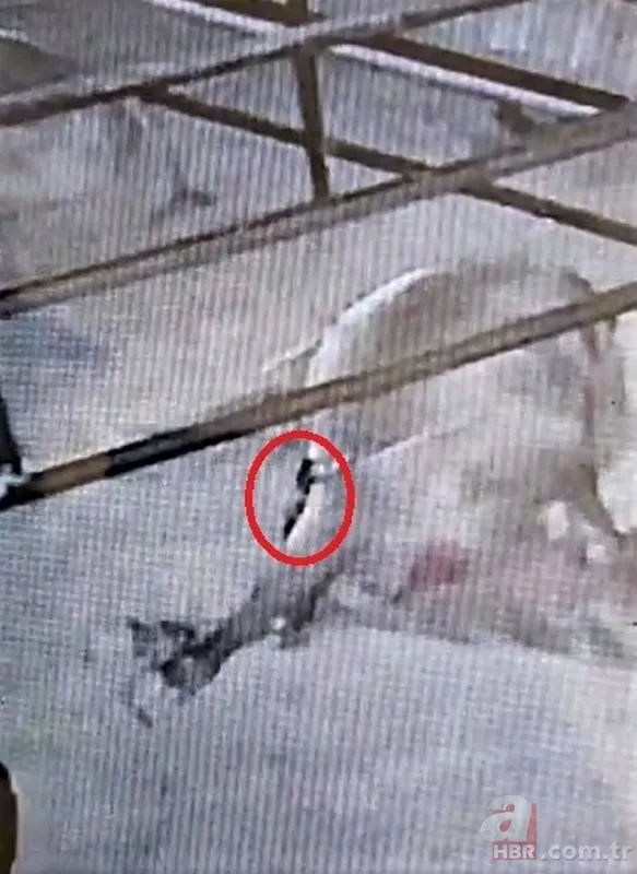 Görüntüler Türkiye'den... Diyarbakır'da 2 metrelik yılanların dansı kamerada 13