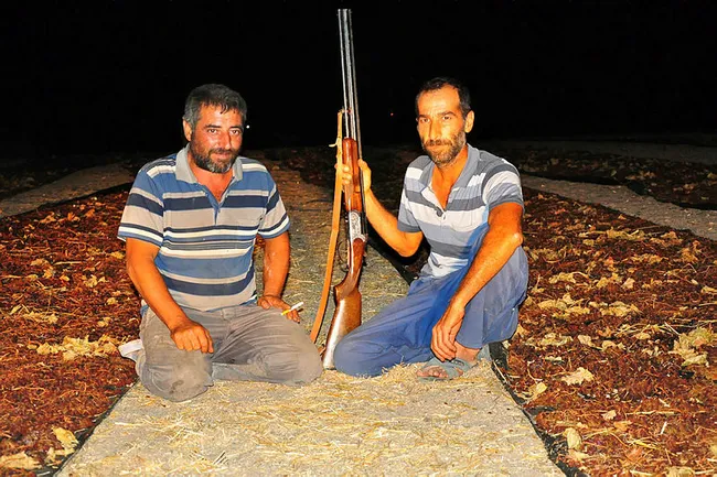 Manisa'da dünyaca ünlü üzüm için tüfekli nöbet - 4