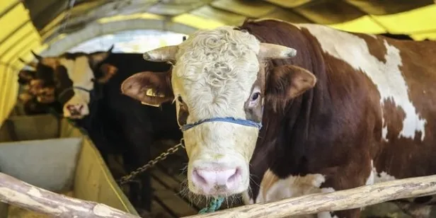 Kurban keserken nelere dikkat edilmeli? Kurban kestikten sonra kılınan namaz nedir, kaç rekat?
