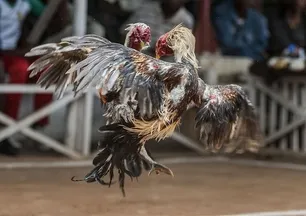 Sakarya'da horoz dövüştüren 34 kişiye 100 bin 402 lira ceza uygulandı
