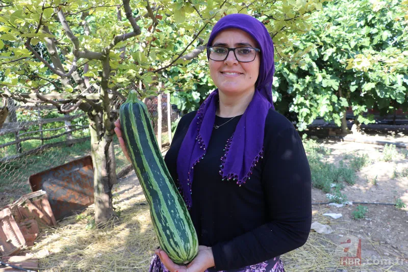 Komşudan tohum istedi! Yetişen sebze şaşkına çevirdi 2