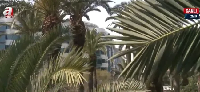 izmirde-palmiye-agaclari-neden-katledildi-kesilen-palmiyeler-tedavi-edilebilir-miydi-1648461650958.jpg İzmir’de palmiye ağaçları neden katledildi? Kesilen palmiyeler tedavi edilebilir miydi? - 1