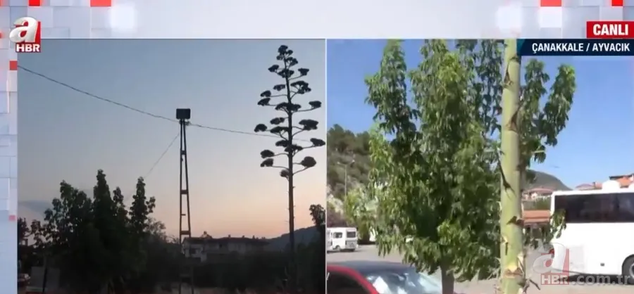 Agave Americana çiçeği Çanakkale Ayvacık'ta bulundu 14