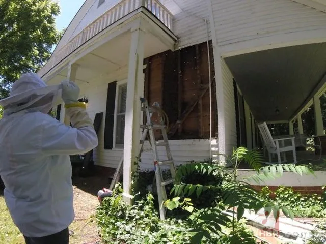 Evinin duvarından gelen garip sesler arttı! Termal kamerayla bakınca şoka girdi 11
