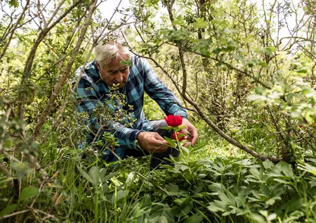 İstanbul'da çok nadir görülüyor! Bu çiçek koparanın elini yakıyor! İşte cezası...