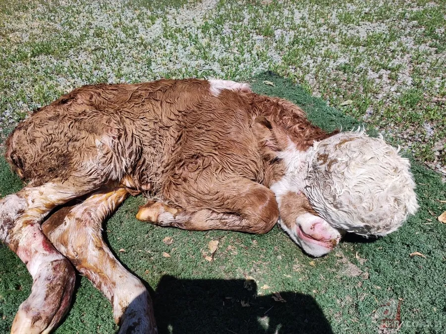Doğum yapan inek sahibini şoke etti! Çok nadir görülen olay: Beyni derinin altında gözleri de oluşmadı 6