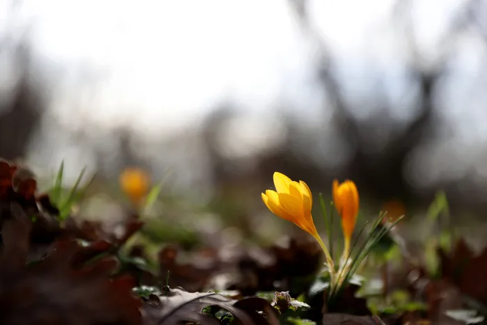 Kırklareli'nde bahar renkleri Istranca ormanlarını süsledi - 1