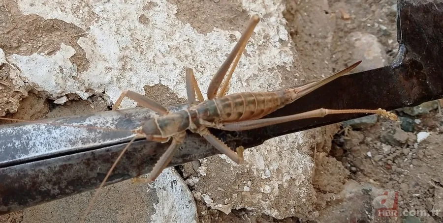 Gören şoke oldu! O ilimizde görüntülendi 1