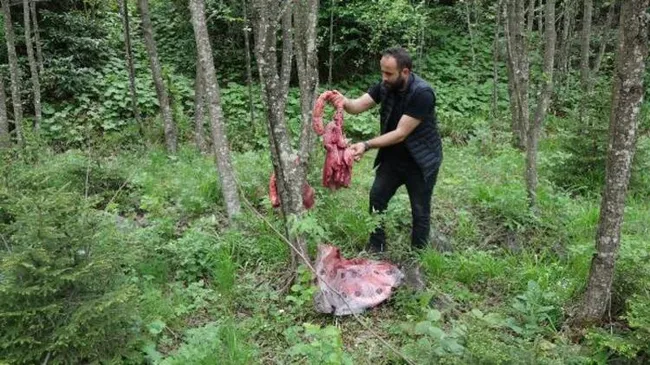 Ayılar şehre inmesin diye ağaçlara asılan sakatat görenleri şaşırtmıştı! Uzman isimden uyarı geldi - 4