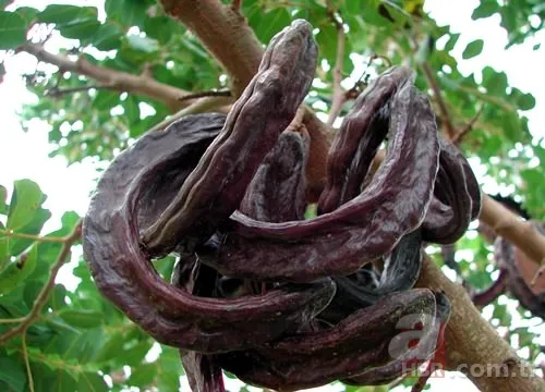 Keçiboynuzu pekmezinin derdinize derman olacak 11 faydası 17