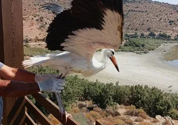 Aydın’da kurtarılan leylek ve flamingo doğaya salındı