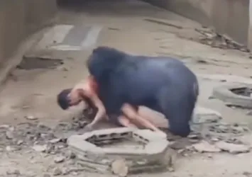 Kafese giren adam ayıya yem oldu!