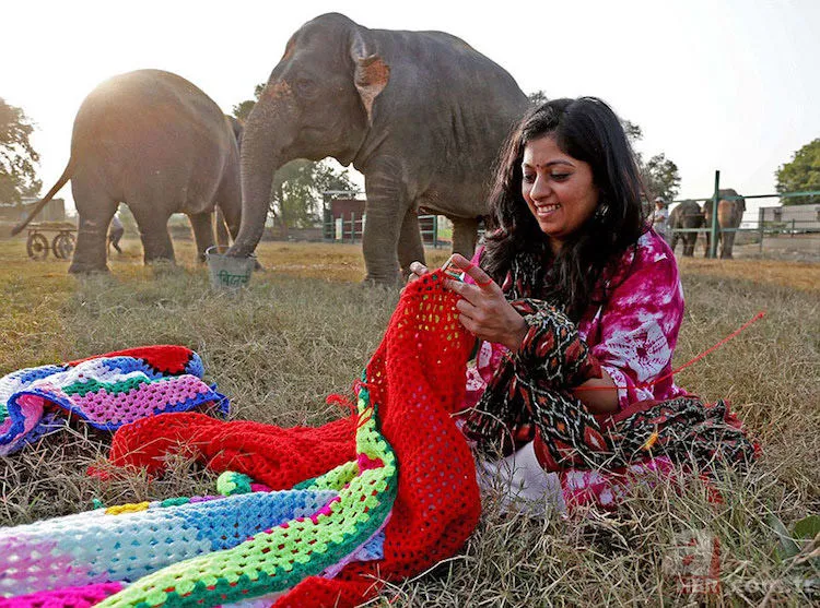 Hindistan’da istismardan kurtarılan fillere köylüler kazak örüyor 3