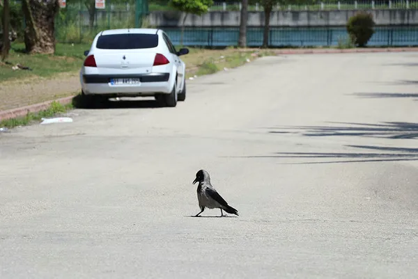 Adana'daki sokağa çıkma yasağından renkli kare! Yollar kaplumbağaya kaldı - 2