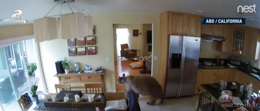 Vahşi doğada ölümcül karşılaşma! Ayı yavrularını… 20