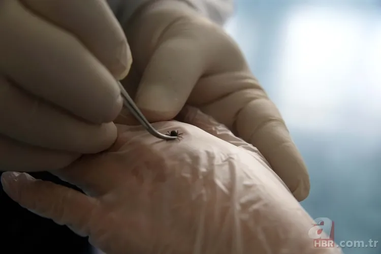 Türkiye Kene Haritası 2025 | Hangi illerde hangi kene türü var, zararlı mı? Yoğun oldukları bölgeler nereler? 1