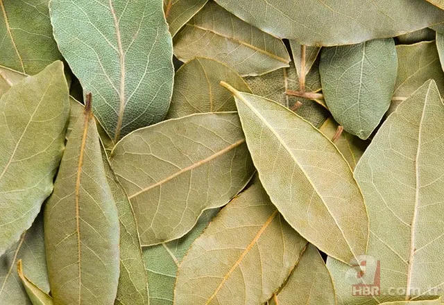 Evde defne yaprağı yakmanın faydaları 6