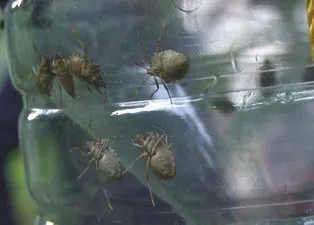 Kadıköylülerin başı 'Kahverengi Kokarca Böceği' ile dertte: Öldürünce feci bir koku yayıyor