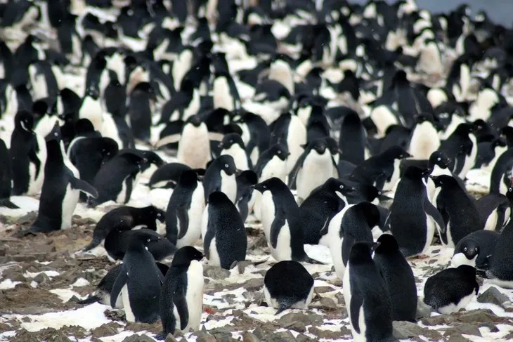 Antartika’da 1,5 milyonluk yeni penguen sürüsü keşfedildi