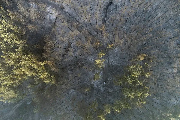 Son dakika: Adana Kozan'daki orman yangını ile ilgili flaş gelişme: 3 kişi gözaltınada - 6