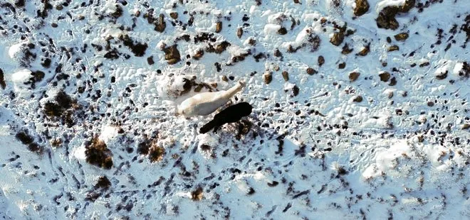 Kar altında böyle yiyecek aradılar! Yılkı atları havadan görüntülendi