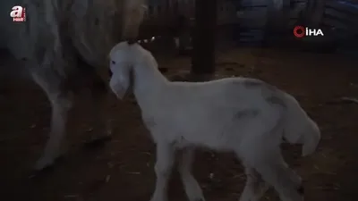 Yozgat’ta yılın ilk kuzuları