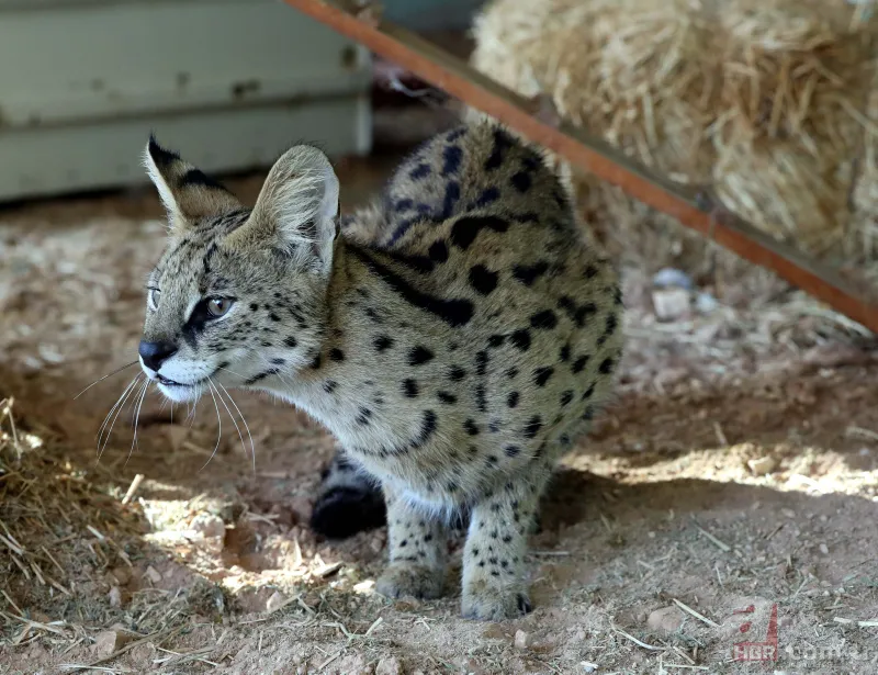 Kedigillerin en zor bulunan türü | İstanbul'da lüks bir malikanede ele geçirildi! Nesli neredeyse hiç kalmadı 9