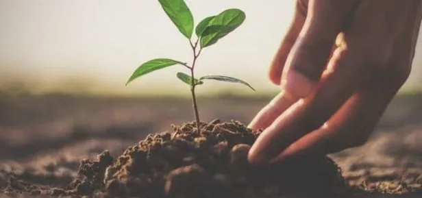 Fidan bağışı nereden, nasıl yapılır? TEMA Vakfı 1 fidan bağışlama fiyatı ne kadar, kaç TL? - 2