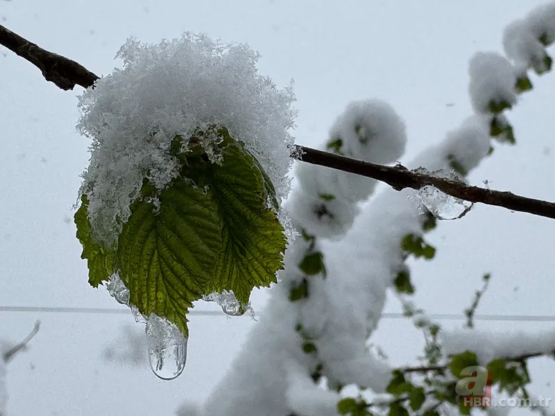 Şehir şehir zarar gören ürünler listesi: Fındık, Ceviz, Kiraz... Türkiye'de Zirai Don Haritası ortaya çıktı! 14