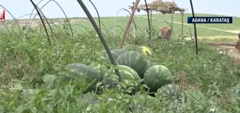 FOX TV’nin bir algı operasyonu daha çöktü! FOX’un karpuzla yalan haberi deşifre oldu