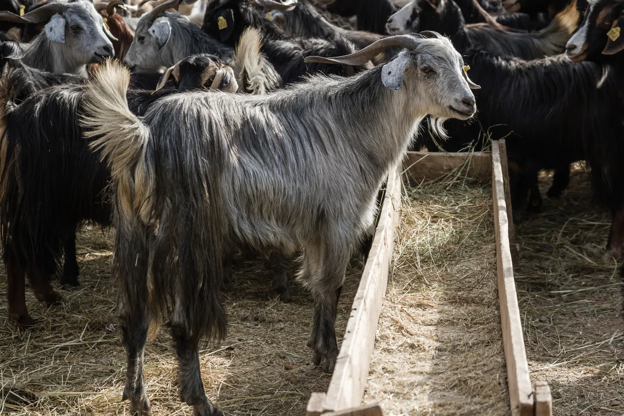 2018 Kurban Bayramı tatili kaç gün? Kurban Bayramı'nda 9 gün tatil olacak mı?